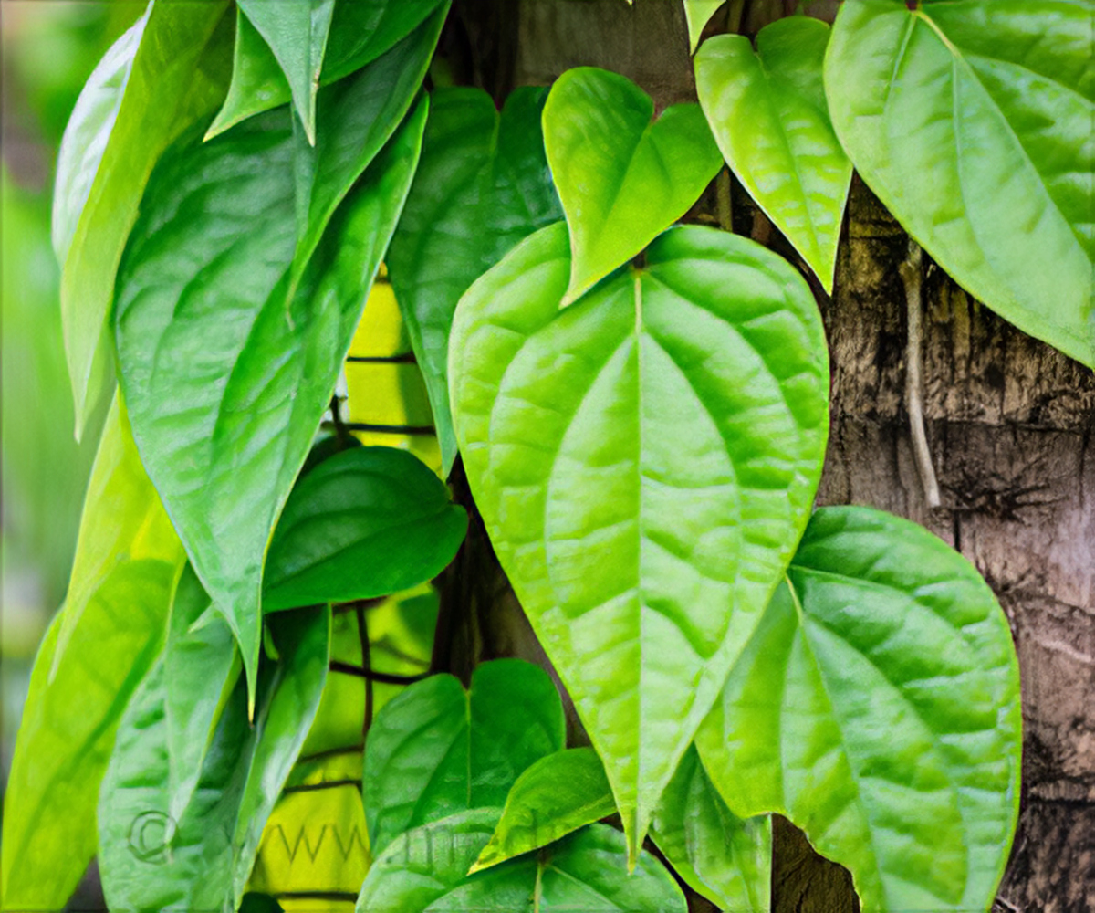 What are the benefits of betel leaves? - whiteblog