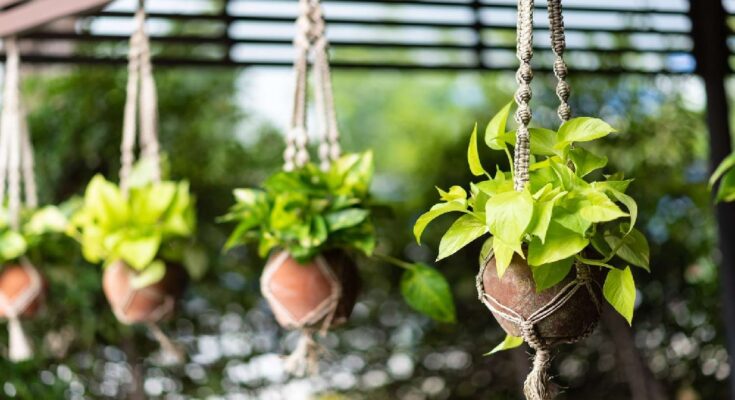 A Comprehensive Guide to Buying Wholesale Planters
